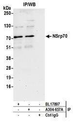 NSrp70 Antibody in Immunoprecipitation (IP)