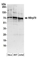 NSrp70 Antibody in Western Blot (WB)