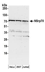 NSrp70 Antibody in Western Blot (WB)