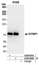 GTPBP1 Antibody in Immunoprecipitation (IP)