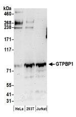 GTPBP1 Antibody in Western Blot (WB)