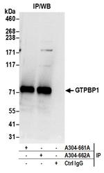 GTPBP1 Antibody in Immunoprecipitation (IP)