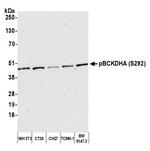 Phospho-BCKDE1A (Ser292) Antibody in Western Blot (WB)