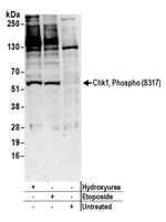 Phospho-Chk1 (Ser317) Antibody in Western Blot (WB)