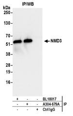 NMD3 Antibody in Immunoprecipitation (IP)