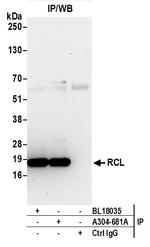 RCL Antibody in Immunoprecipitation (IP)