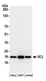 RCL Antibody in Western Blot (WB)