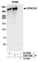 DYNC1H1 Antibody in Immunoprecipitation (IP)