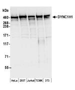 DYNC1H1 Antibody in Western Blot (WB)