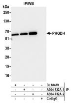 PHGDH Antibody in Immunoprecipitation (IP)