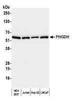 PHGDH Antibody in Western Blot (WB)