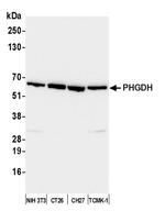 PHGDH Antibody in Western Blot (WB)