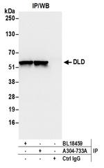 DLD Antibody in Immunoprecipitation (IP)