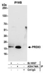 Peroxiredoxin-3 Antibody in Immunoprecipitation (IP)