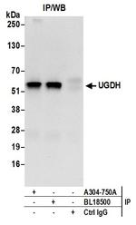 UGDH Antibody in Immunoprecipitation (IP)