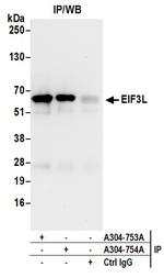 EIF3L Antibody in Immunoprecipitation (IP)