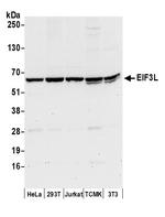 EIF3L Antibody in Western Blot (WB)