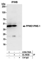 PPME1/PME-1 Antibody in Immunoprecipitation (IP)