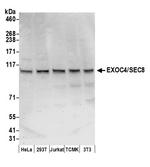 EXOC4/SEC8 Antibody in Western Blot (WB)