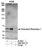 Thioredoxin Reductase 1/TXNRD1/TRXR1 Antibody in Immunoprecipitation (IP)