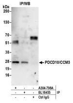 PDCD10/CCM3 Antibody in Immunoprecipitation (IP)