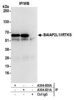 BAIAP2L1/IRTKS Antibody in Immunoprecipitation (IP)