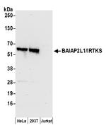 BAIAP2L1/IRTKS Antibody in Western Blot (WB)