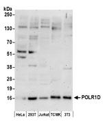 POLR1D Antibody in Western Blot (WB)