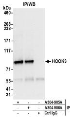 HOOK3 Antibody in Immunoprecipitation (IP)