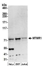 MTMR1 Antibody in Western Blot (WB)