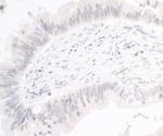 PIMT Antibody in Immunohistochemistry (Paraffin) (IHC (P))