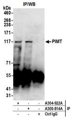 PIMT Antibody in Immunoprecipitation (IP)