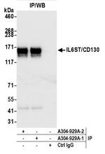 GP130/CD130 Antibody in Immunoprecipitation (IP)