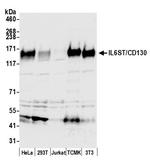 GP130/CD130 Antibody in Western Blot (WB)