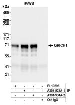 QRICH1 Antibody in Immunoprecipitation (IP)