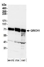 QRICH1 Antibody in Western Blot (WB)