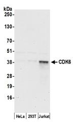 CDK6 Antibody in Western Blot (WB)