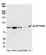 ZFYVE20/Rabenosyn 5 Antibody in Western Blot (WB)