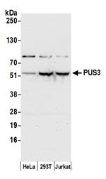 PUS3 Antibody in Western Blot (WB)