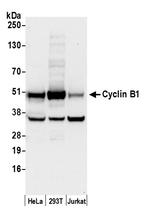 Cyclin B1/CCNB1 Antibody in Western Blot (WB)