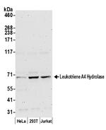 Leukotriene A4 Hydrolase/LTA4H Antibody in Western Blot (WB)