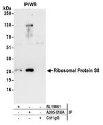 Ribosomal Protein S8/RPS8 Antibody in Immunoprecipitation (IP)