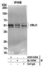 CBLC/CBL-3 Antibody in Immunoprecipitation (IP)