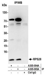 RPS28/Ribosomal Protein S28 Antibody in Immunoprecipitation (IP)