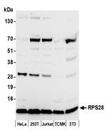 RPS28/Ribosomal Protein S28 Antibody in Western Blot (WB)