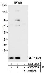 RPS28/Ribosomal Protein S28 Antibody in Immunoprecipitation (IP)