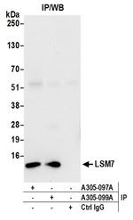 LSM7 Antibody in Immunoprecipitation (IP)