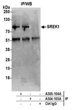 SREK1/SFRS12 Antibody in Immunoprecipitation (IP)