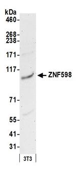 ZNF598 Antibody in Western Blot (WB)