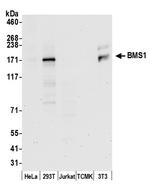 BMS1/BMS1L Antibody in Western Blot (WB)